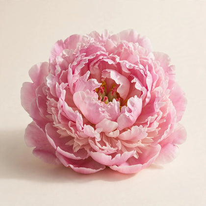Peony
