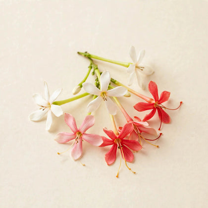 Rangoon Creeper