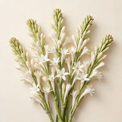 Tuberose