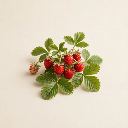 Wild Strawberry